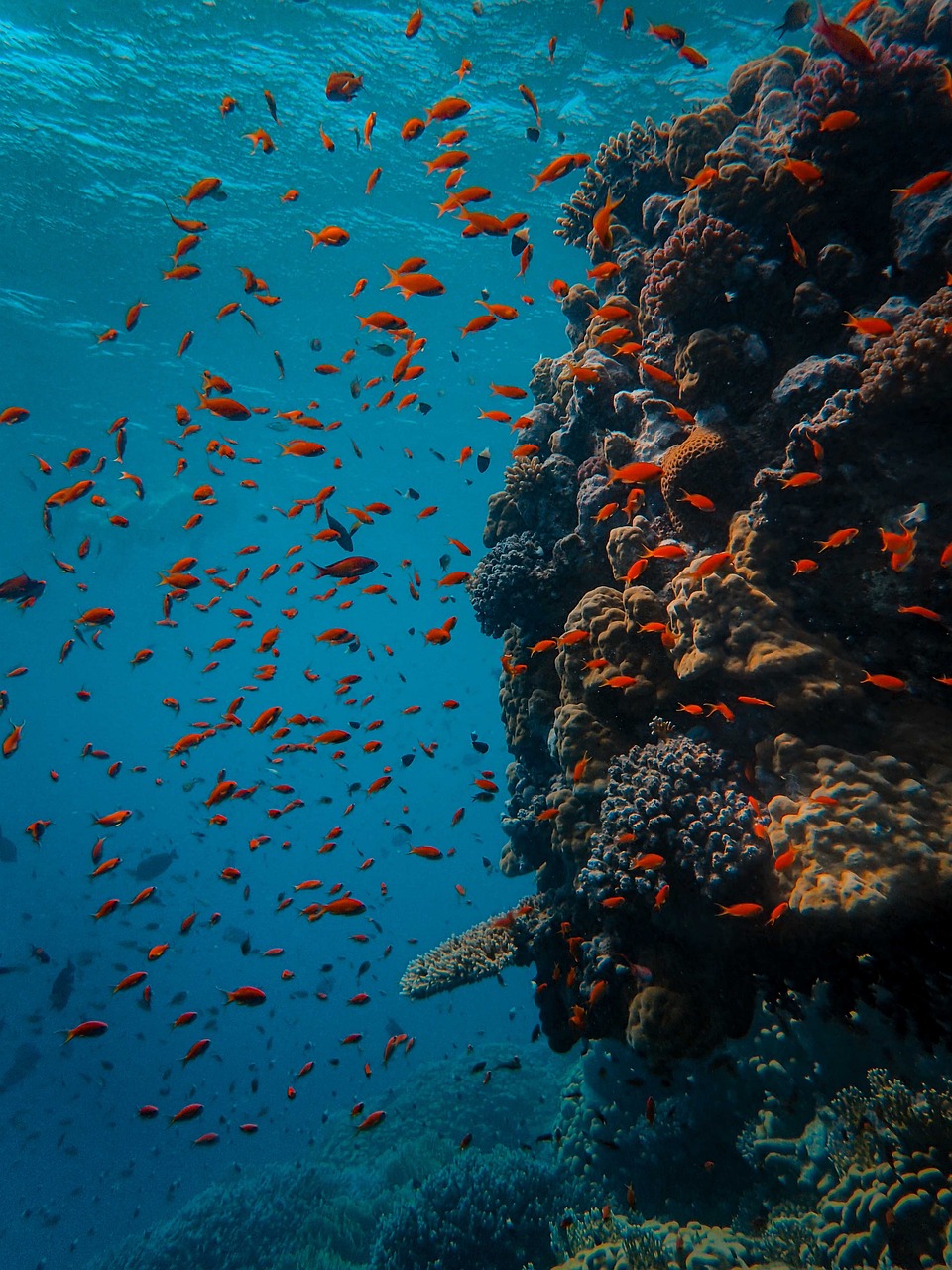 underwater, coral, fish, sea, reef, ocean, diving, water, scuba, nature, blue, tropical, marine, red, egypt, colorful, school, deep, red sea, diver, dive, aquatic, colony, color, life, underwater, underwater, coral, fish, fish, fish, fish, diving, egypt, egypt, egypt, egypt, egypt, red seaHani- travel - Hani- travel - резервирайте lux- аранжмани Hugrada Egipet, all inclusive , пирамиди