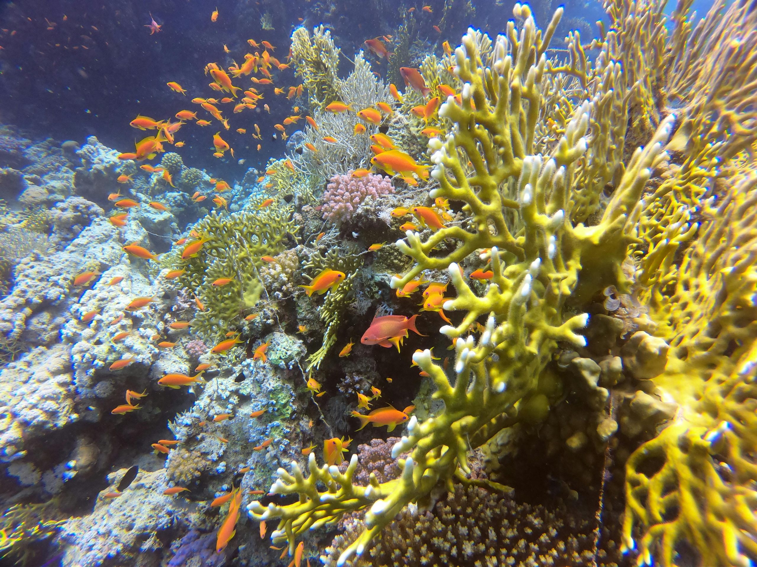 Colorful coral reef Hurgada reserve all-inclusive with Hani Travel - summer holliday- летни одмори
